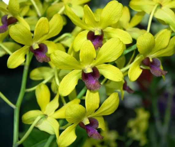 Cây hoa lan dendro chậu treo đẹp