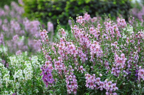 Say mê lòng người với loài hoa ngọc hân