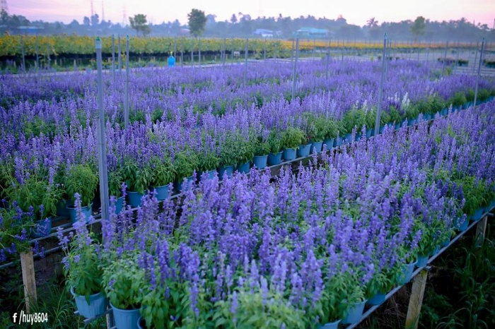 Say mê lòng người với loài hoa ngọc hân