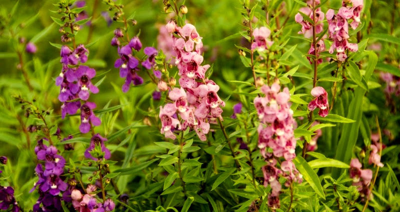 Say mê lòng người với loài hoa ngọc hân