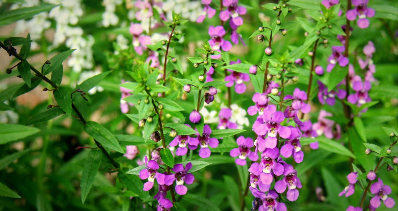 Say mê lòng người với loài hoa ngọc hân