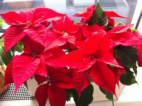 Hoa trạng nguyên báo hiệu mùa giáng sinh