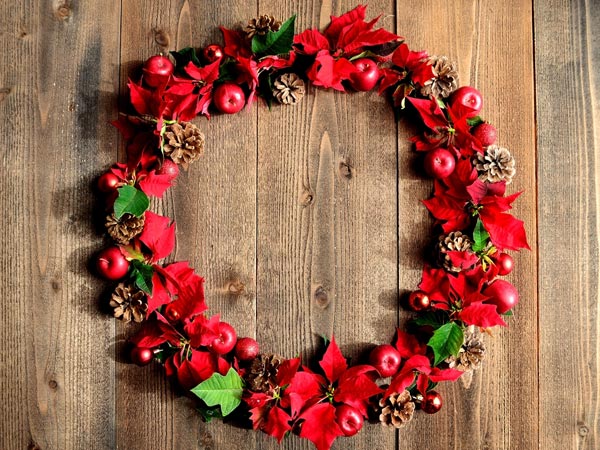 Hoa trạng nguyên báo hiệu mùa giáng sinh