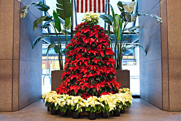 Hoa trạng nguyên báo hiệu mùa giáng sinh