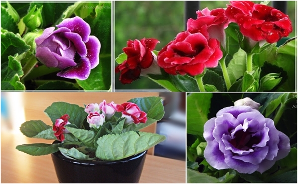 Hoa tử la lan – Hoa chuông tình yêu