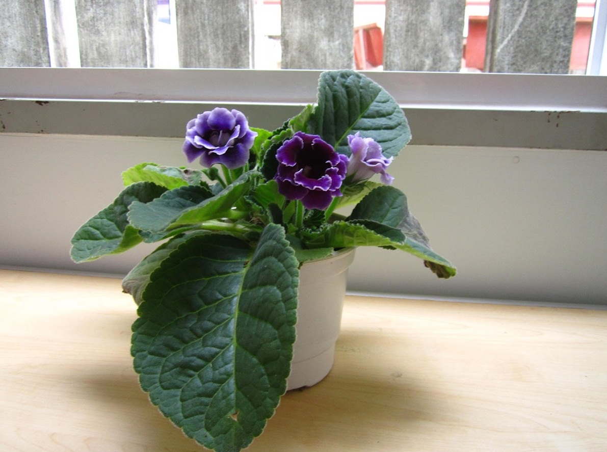 Hoa tử la lan – Hoa chuông tình yêu