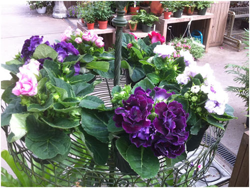 Hoa tử la lan – Hoa chuông tình yêu