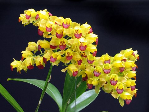 Lan vũ nữ chậu treo đẹp