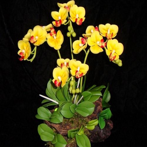 Lan vũ nữ chậu treo đẹp