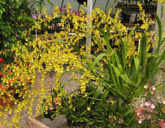 Lan vũ nữ chậu treo đẹp