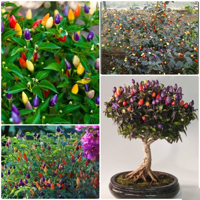 Cơn sốt trồng ớt ngũ sắc của các nàng nội trợ