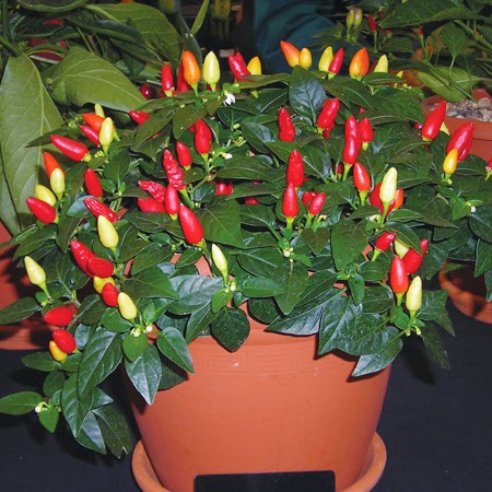 Cơn sốt trồng ớt ngũ sắc của các nàng nội trợ