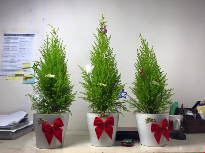Chọn cây cảnh làm quà giáng sinh năm 2016