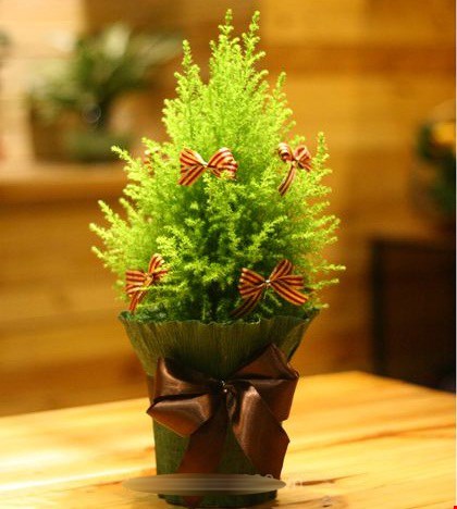 Chọn cây cảnh làm quà giáng sinh năm 2016