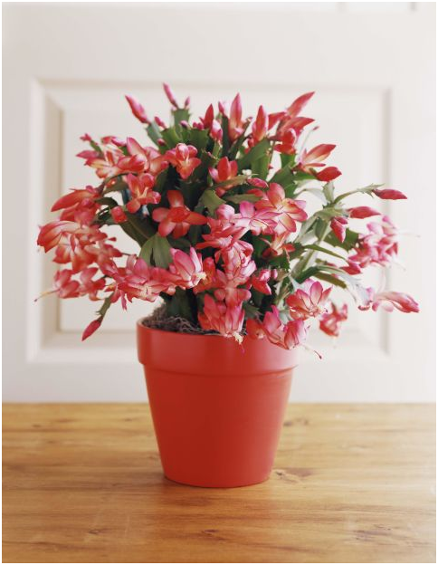 Chọn cây cảnh làm quà giáng sinh năm 2016