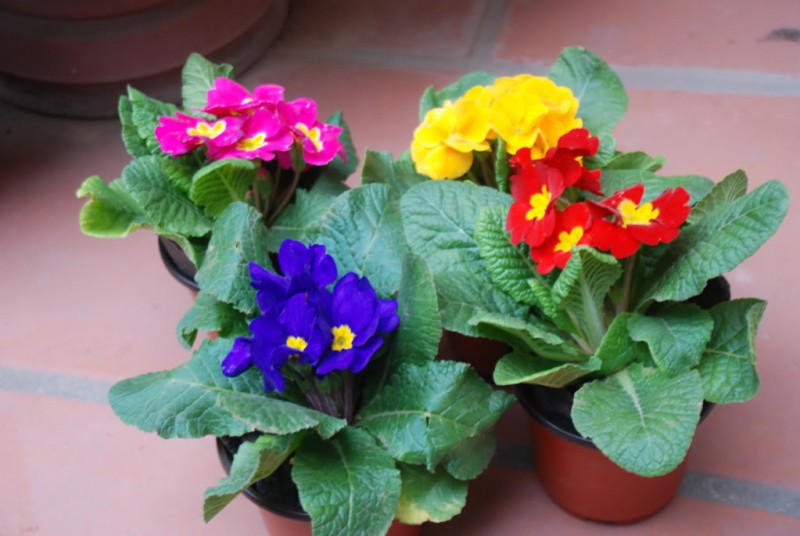 Chọn cây cảnh làm quà giáng sinh năm 2016