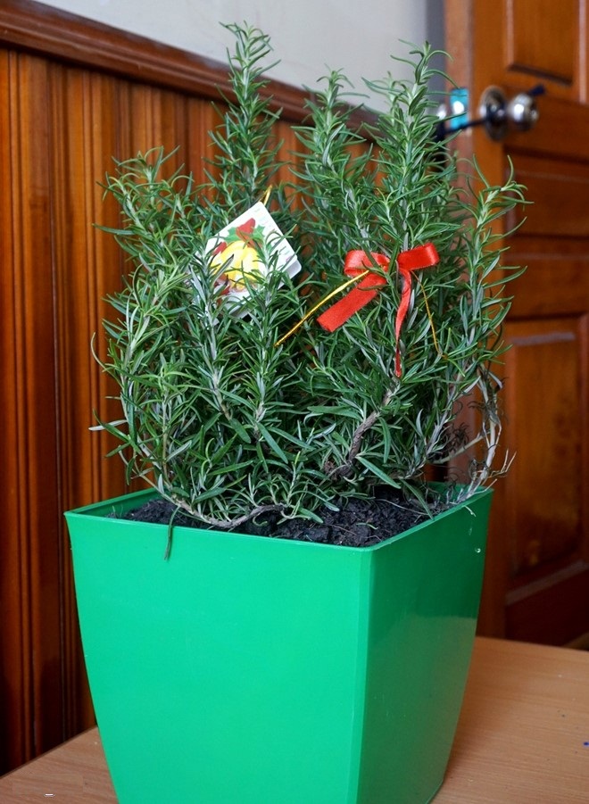 Chọn cây cảnh làm quà giáng sinh năm 2016