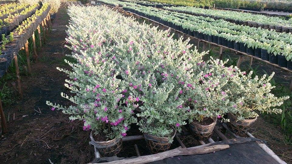 vuon-hoa-tuyet-son-phi-hong