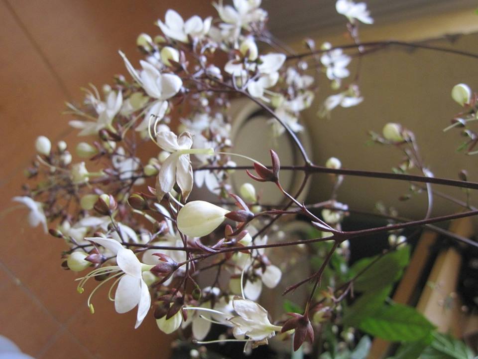 Bạch lan dương dịu dàng đón tết về