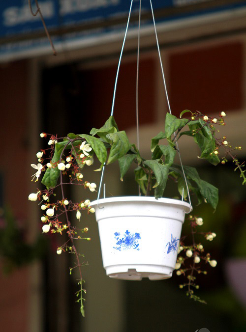 Bạch lan dương dịu dàng đón tết về