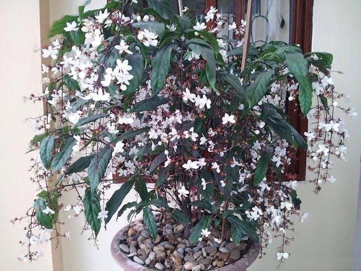 Bạch lan dương dịu dàng đón tết về