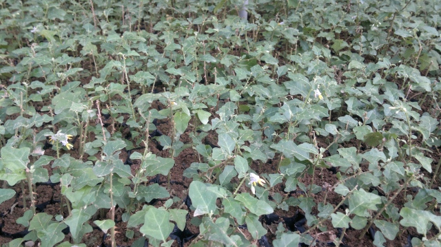 Tác dụng của cây cà gai leo