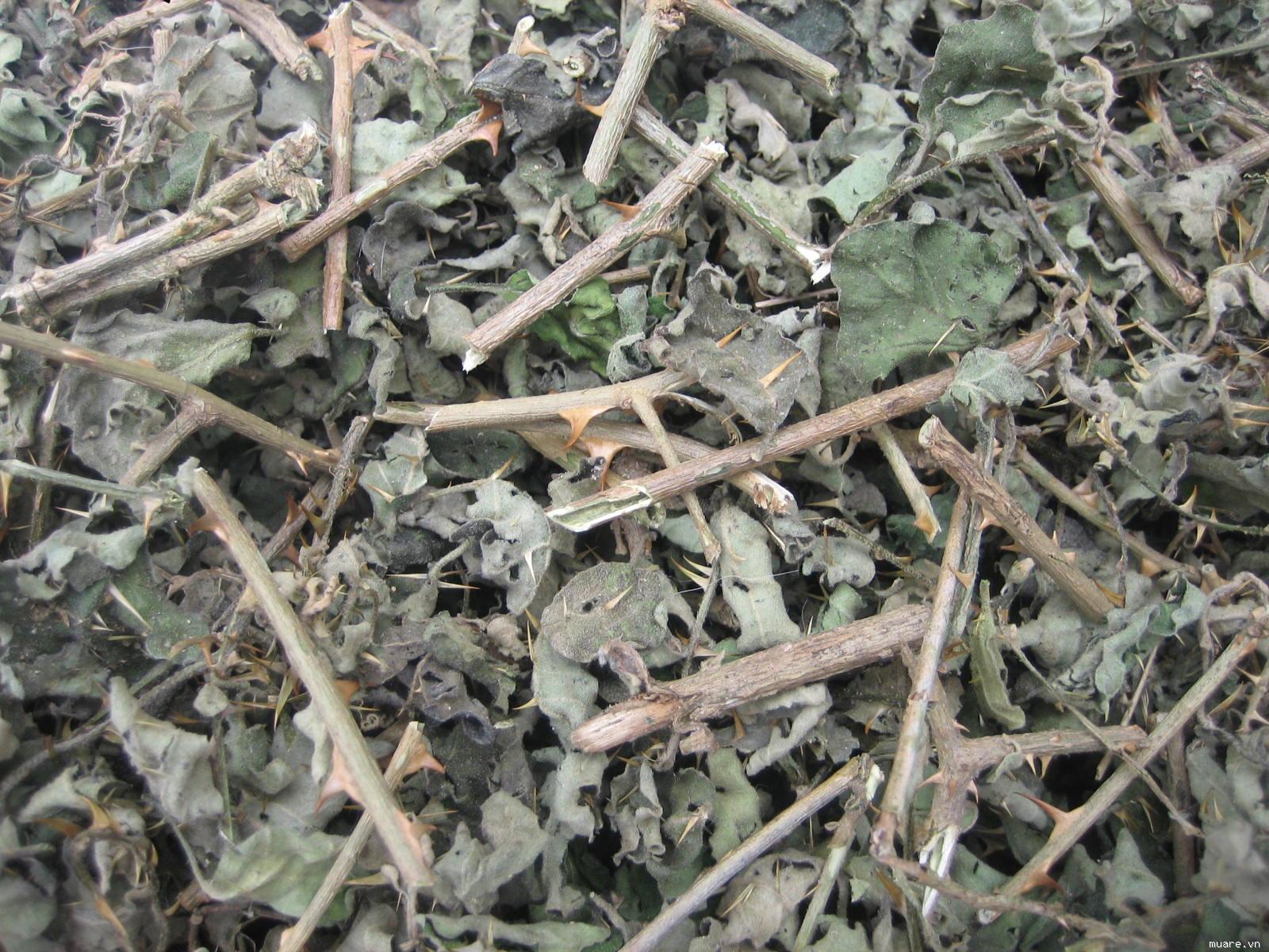 Tác dụng của cây cà gai leo