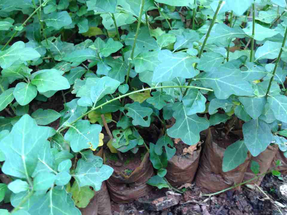 Tác dụng của cây cà gai leo