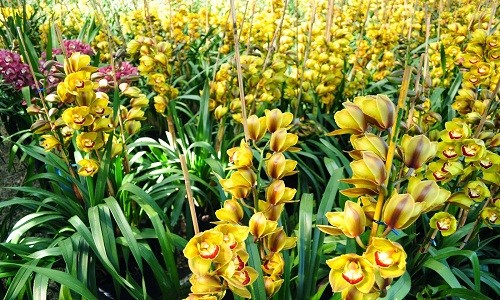 Tìm hoa địa lan chưng tết đẹp