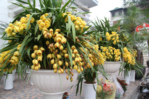 Tìm hoa địa lan chưng tết đẹp