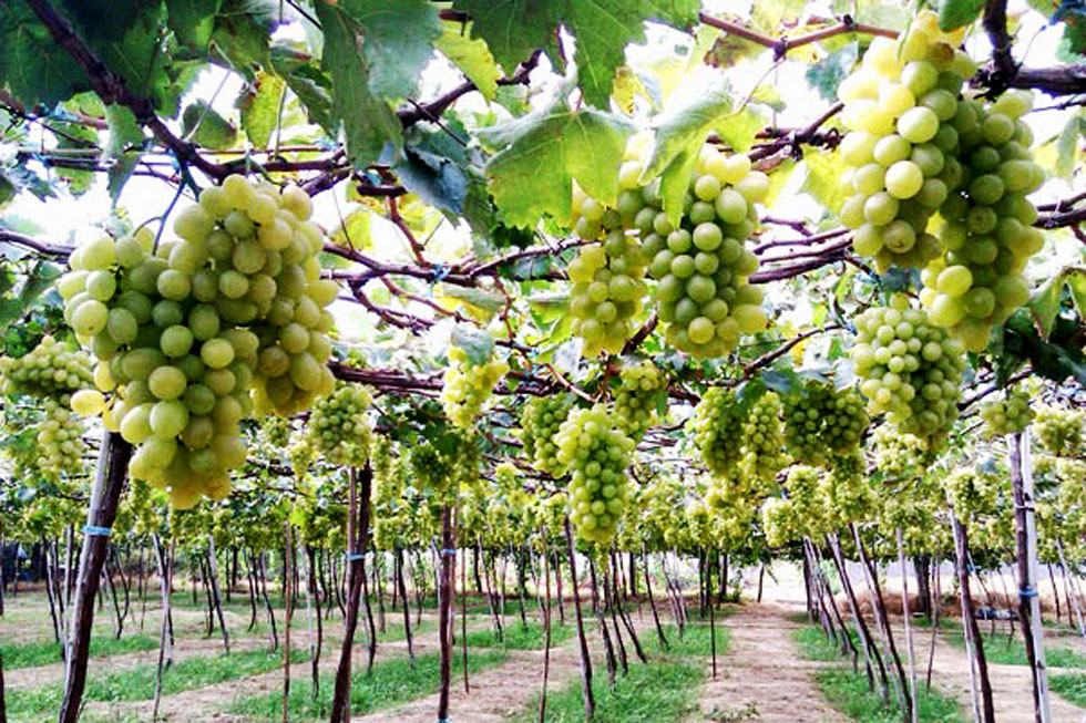 Tìm mua và trồng cây gốc nho giống Ninh Thuận