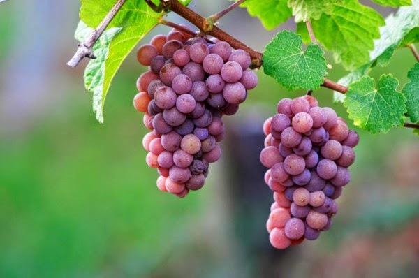 Tìm mua và trồng cây gốc nho giống Ninh Thuận