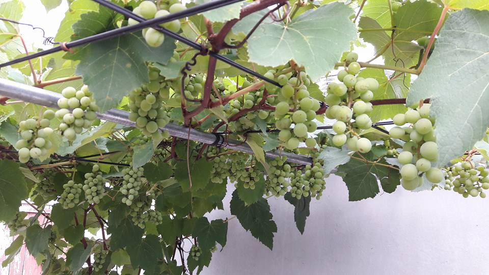 Tìm mua và trồng cây gốc nho giống Ninh Thuận