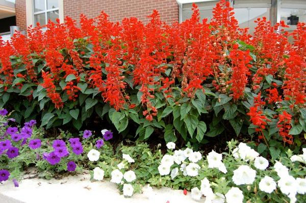 Cung cấp hoa xác pháo đỏ số lượng lớn