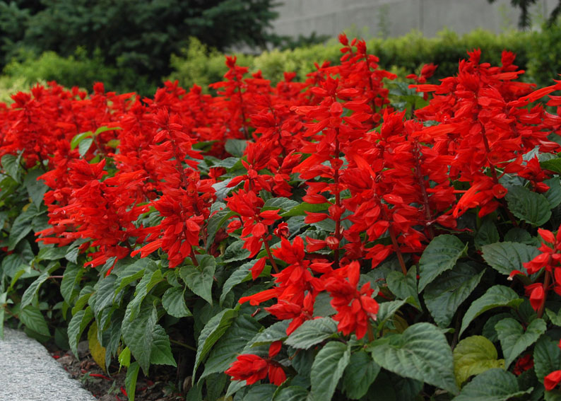 Cung cấp hoa xác pháo đỏ số lượng lớn