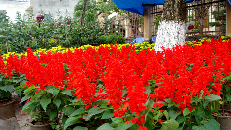 Cung cấp hoa xác pháo đỏ số lượng lớn