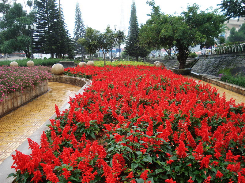 Cung cấp hoa xác pháo đỏ số lượng lớn