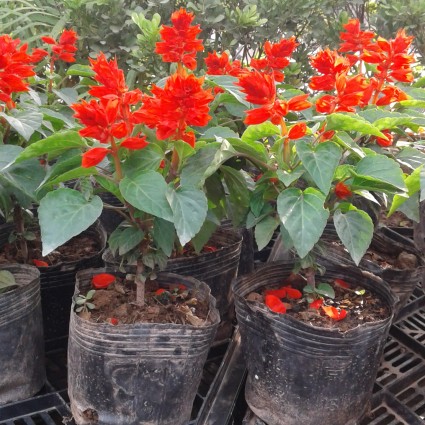 Cung cấp hoa xác pháo đỏ số lượng lớn