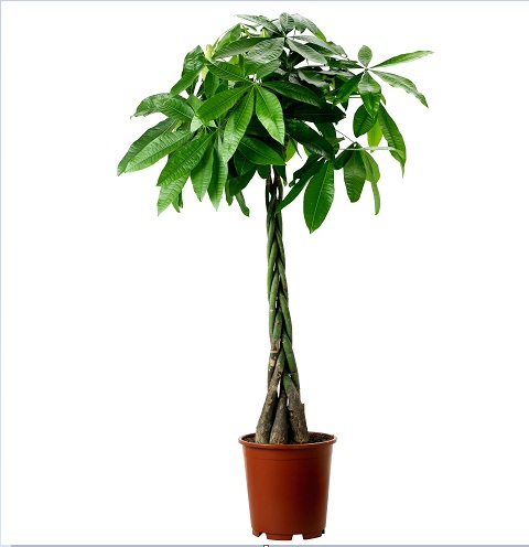 Săn đón cây kim ngân xoắn dịp tết 2017