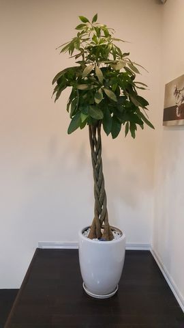 Săn đón cây kim ngân xoắn dịp tết 2017