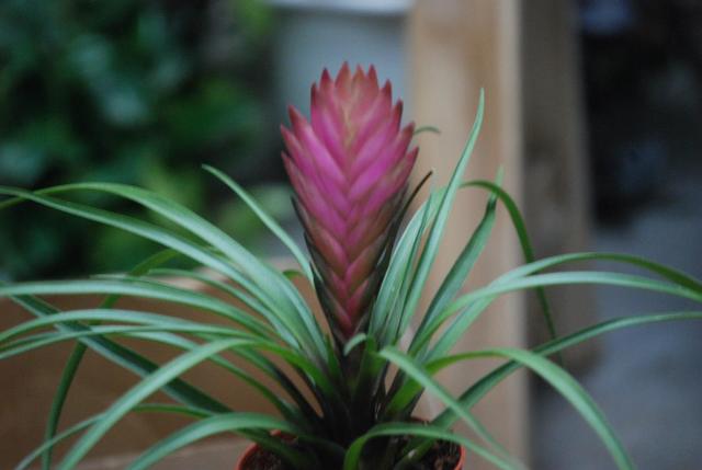 Cây lệnh bài trang trí tết thêm đẹp