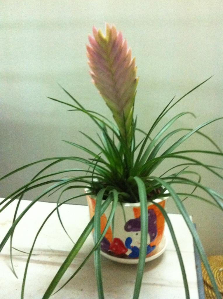 Cây lệnh bài trang trí tết thêm đẹp