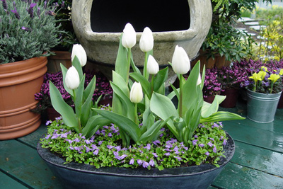 Chậu hoa Tulip chưng tết giá rẻ