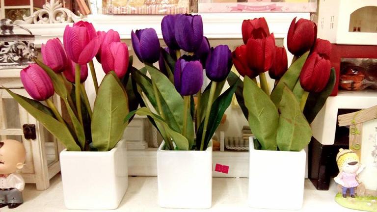Chậu hoa Tulip chưng tết giá rẻ