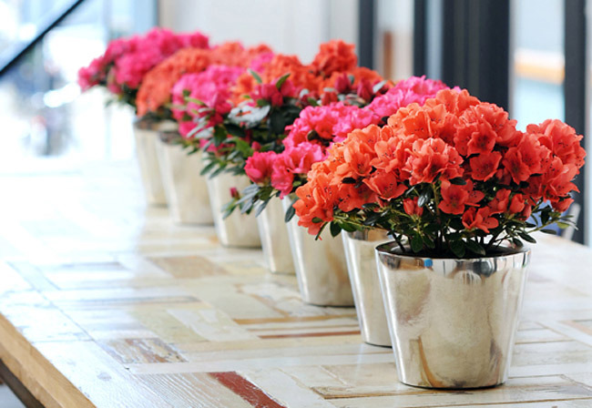 Cây hoa đỗ quyên mang lại tài vận may mắn cho gia chủ