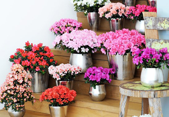 Cây hoa đỗ quyên mang lại tài vận may mắn cho gia chủ