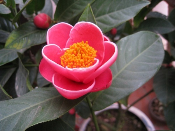 Hoa hải đường hoa đẹp ngày tết