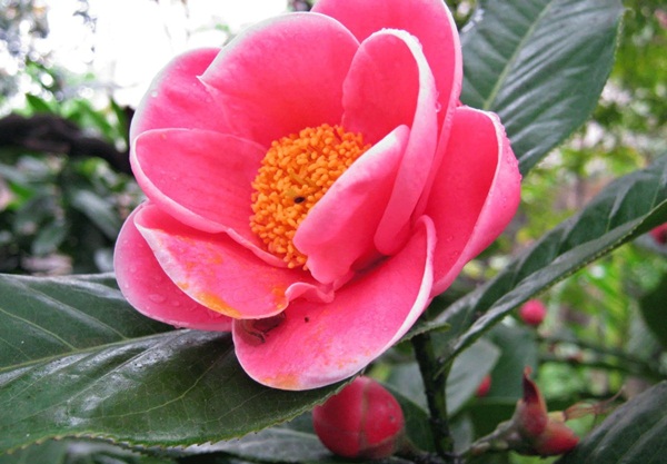 Hoa hải đường hoa đẹp ngày tết