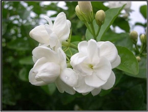 Hoa hải đường hoa đẹp ngày tết