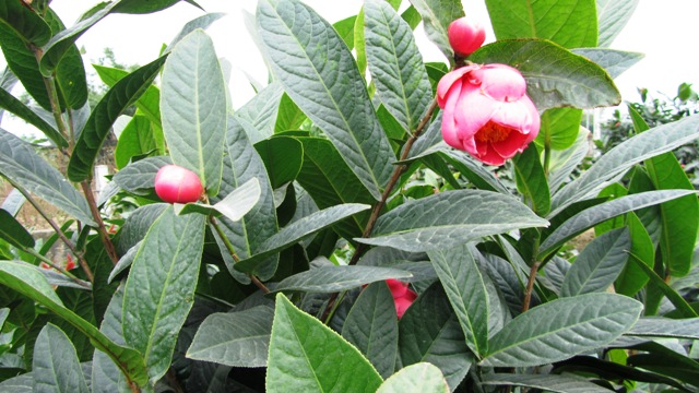 Hoa hải đường hoa đẹp ngày tết